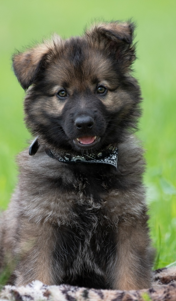 Маленький щенок немецкой овчарки сидит на траве
