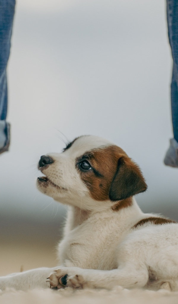 Маленький Джек Рассел терьер у ног