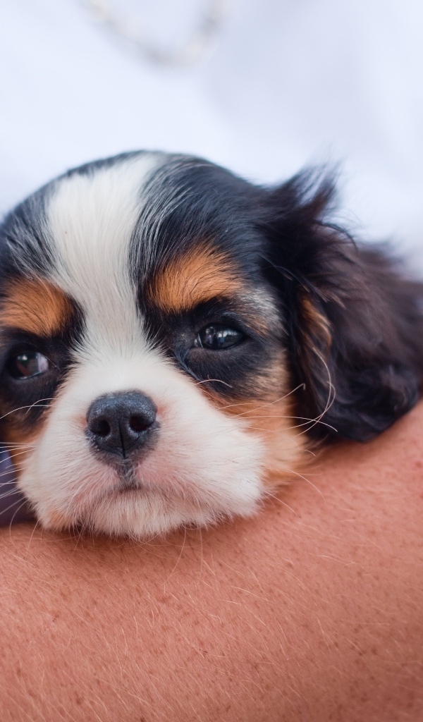 Маленький кинг чарльз спаниель на руках