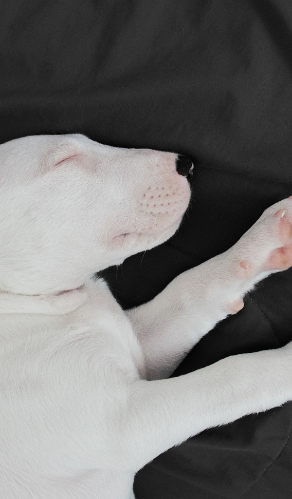 Маленький бультерьер спит на кровати