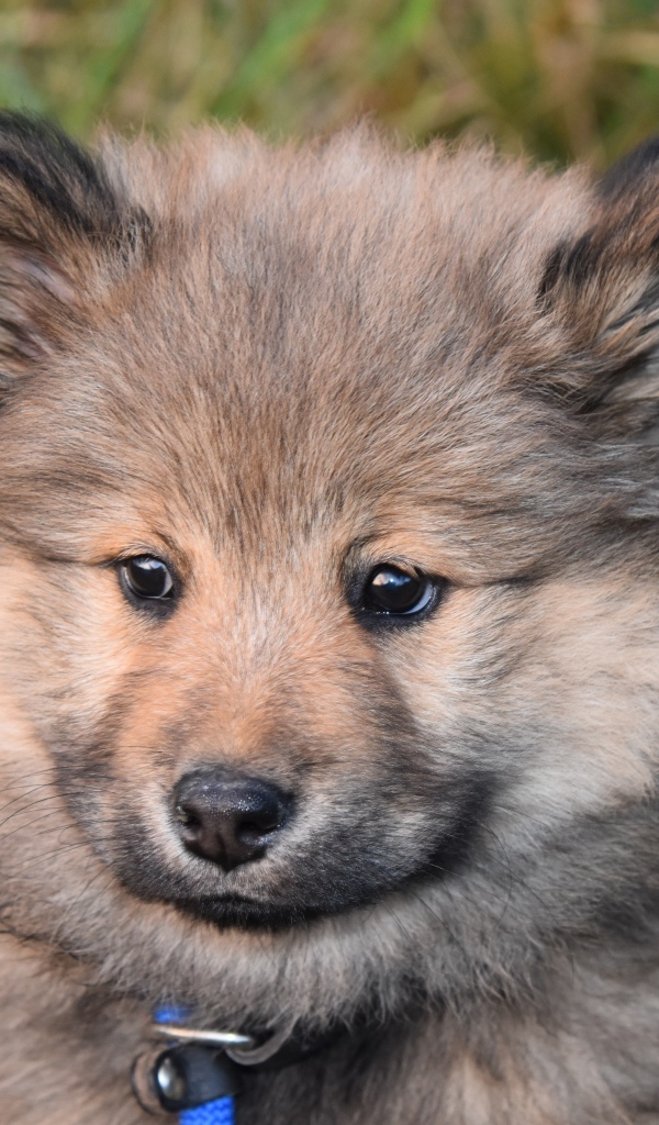 Маленький евразийский щенок крупным планом