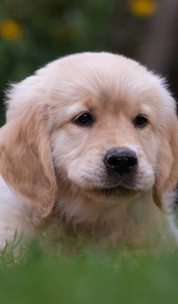 Маленький щенок золотистого ретривера в траве