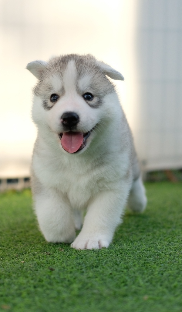 Маленький щенок хаски с высунутым языком