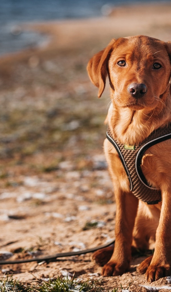 Маленький лабрадор сидит на песке