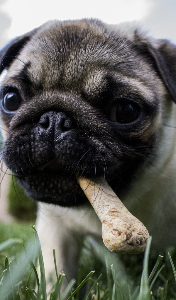 Маленький мопс с костью в пасти 