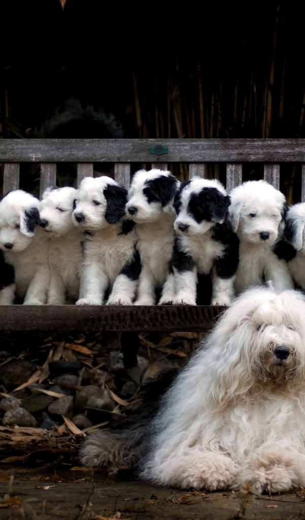 Маленькие щенки на скамейке