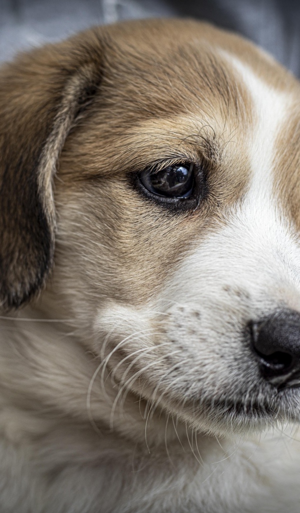 Маленький грустный щенок крупным планом