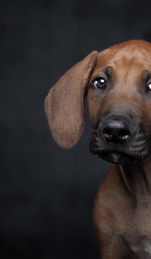 Маленький грустный породистый щенок на черном фоне