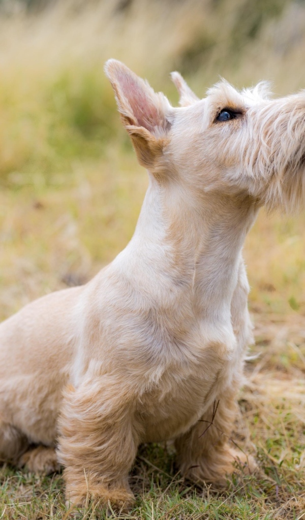 Маленький шнауцер сидит на траве 