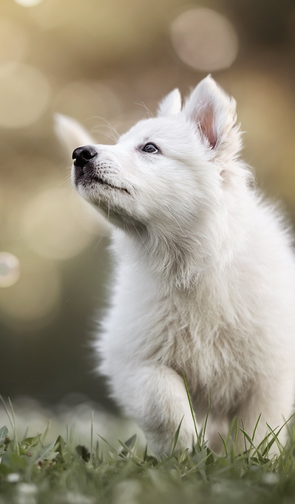 Маленький белый забавный щенок на траве
