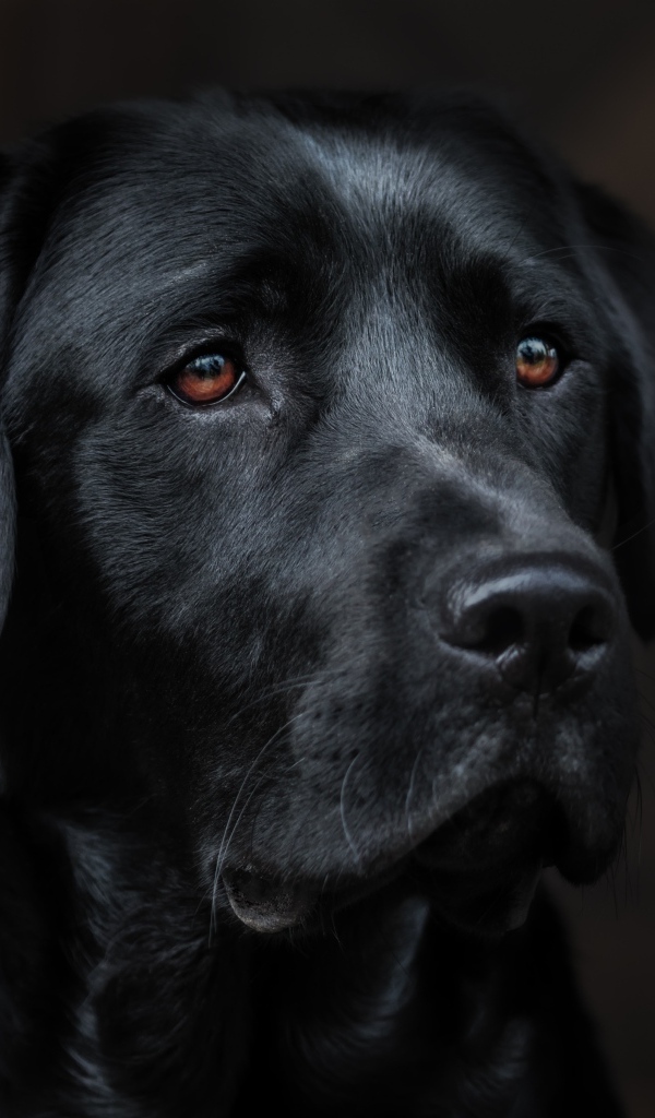 Морда черного лабрадора крупным планом