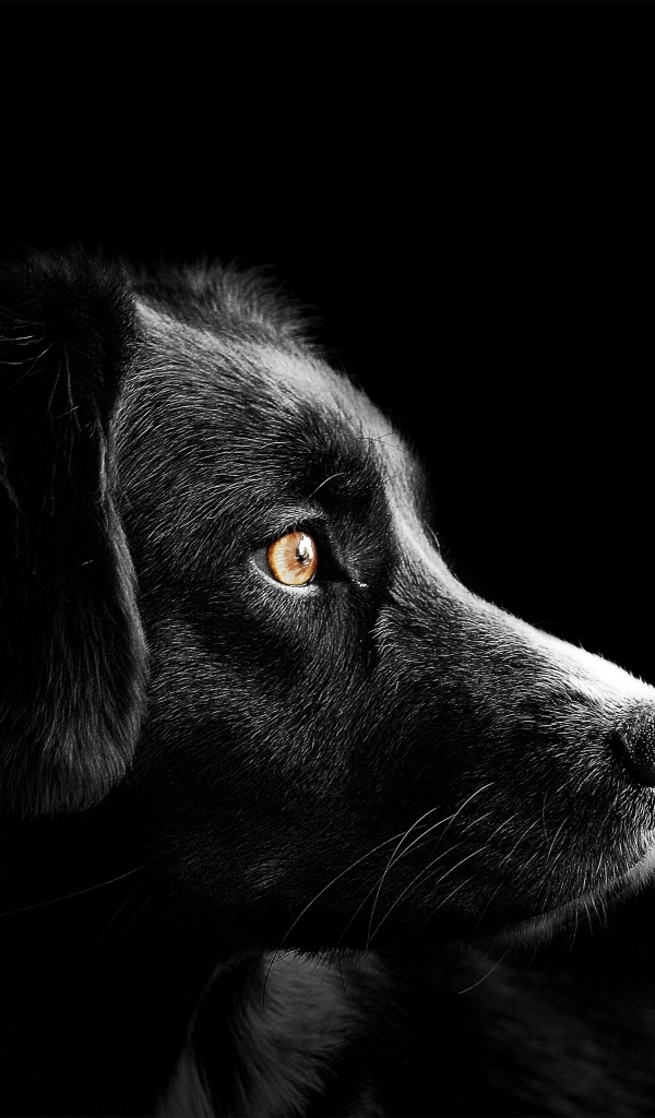 Морда пса на черном фоне