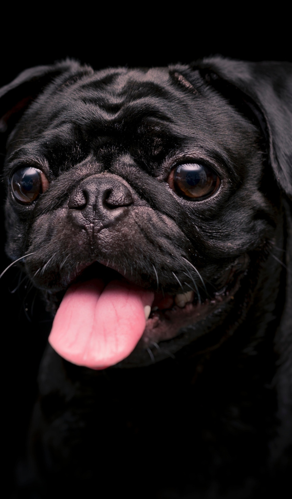 Мопс с высунутым языком на черном фоне