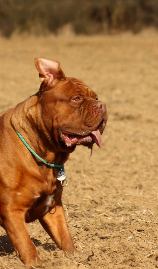 Породистый коричневый пес играет 