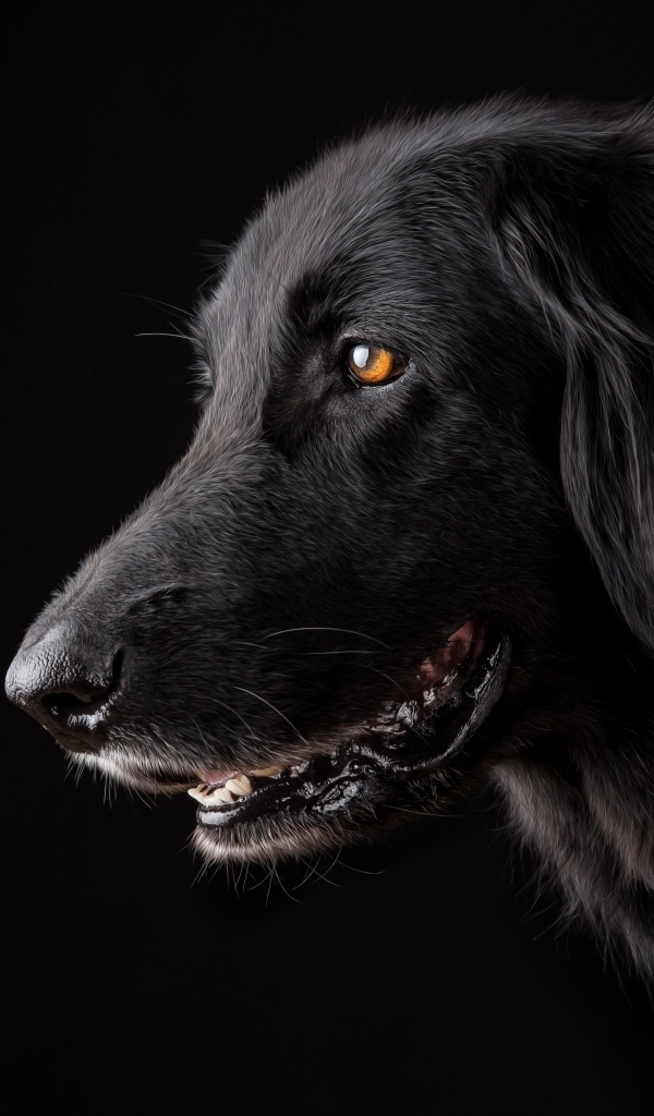 Породистый пес с открытой пастью на черном фоне