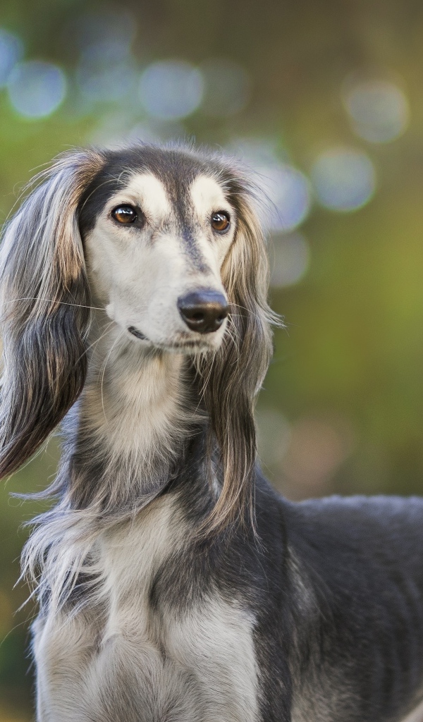 Породистая охотничья собака