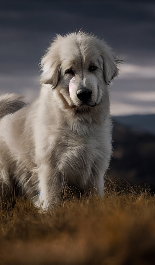 Пиренейская горная собака стоит на траве