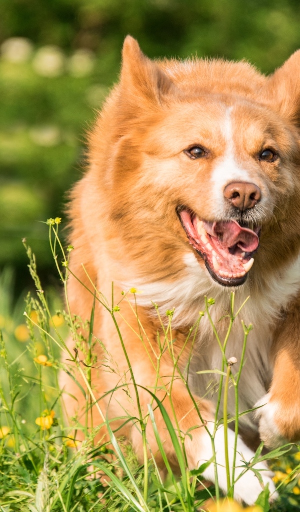 Рыжая собака бежит по зеленой траве 