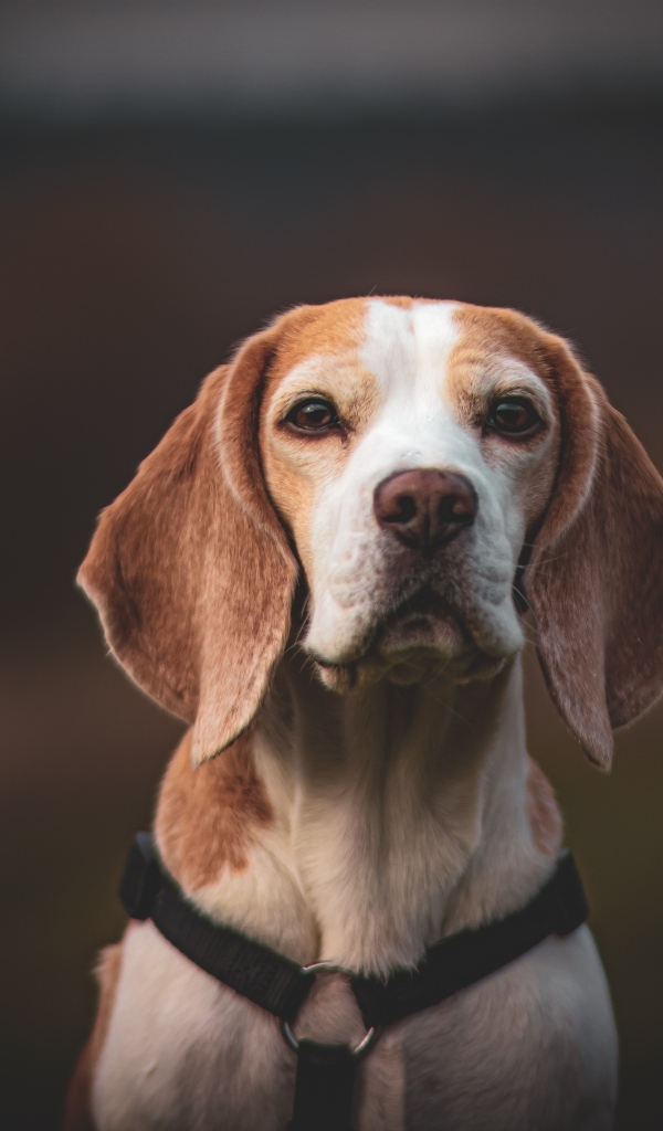 Грустный бигль с ошейником