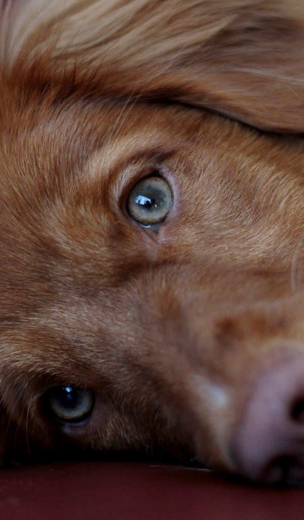 Грустный коричневый пес крупным планом