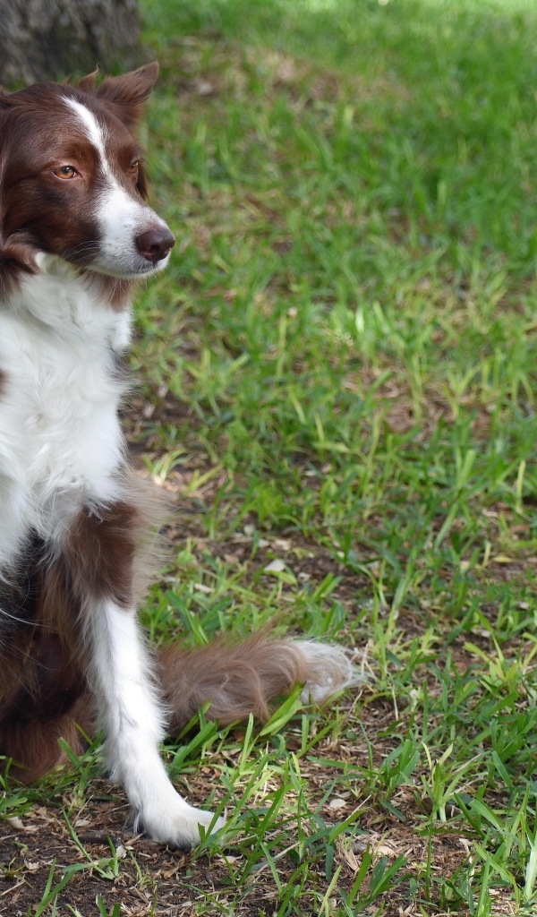 Грустный пес породы бордер колли сидит на траве