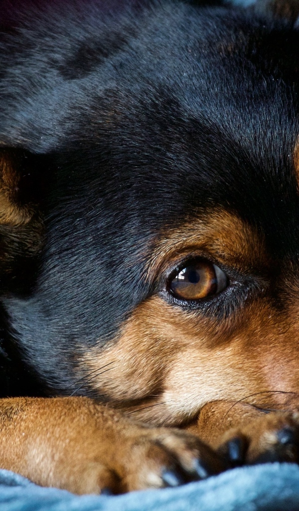 Грустный пес лежит на синем покрывале