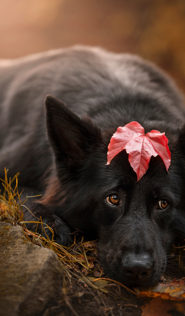 Грустный пес лежит на холодной земле