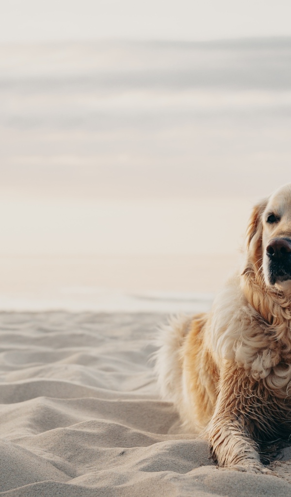 Грустный золотистый ретривер лежит на песке