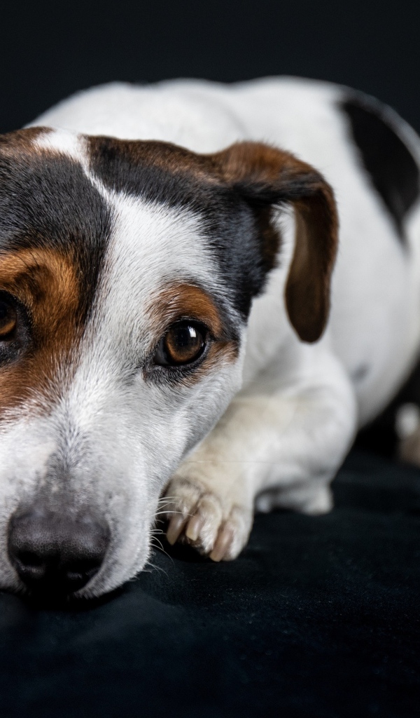 Грустный джек рассел терьер на черном фоне