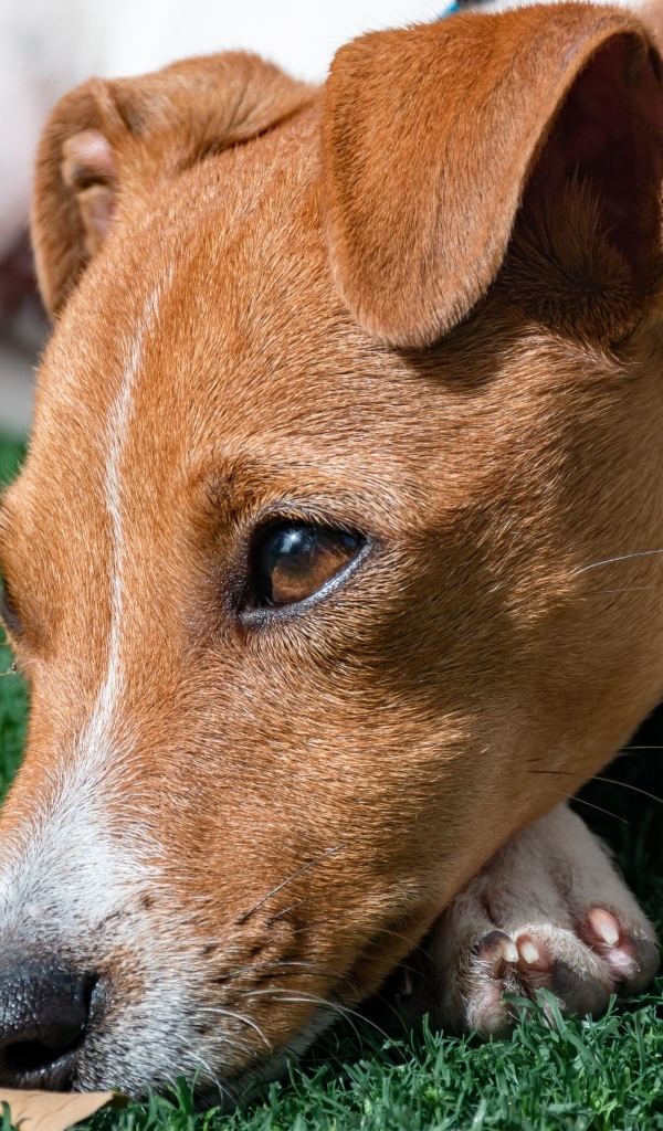 Грустный джек рассел терьер на зеленой траве