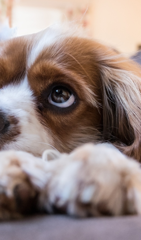 Грустный кинг чарльз спаниель лежит на кровати 