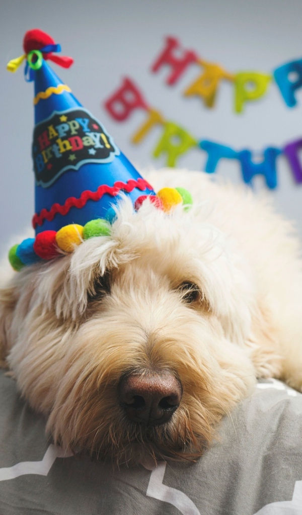 Грустный белый пес отмечает день рождения