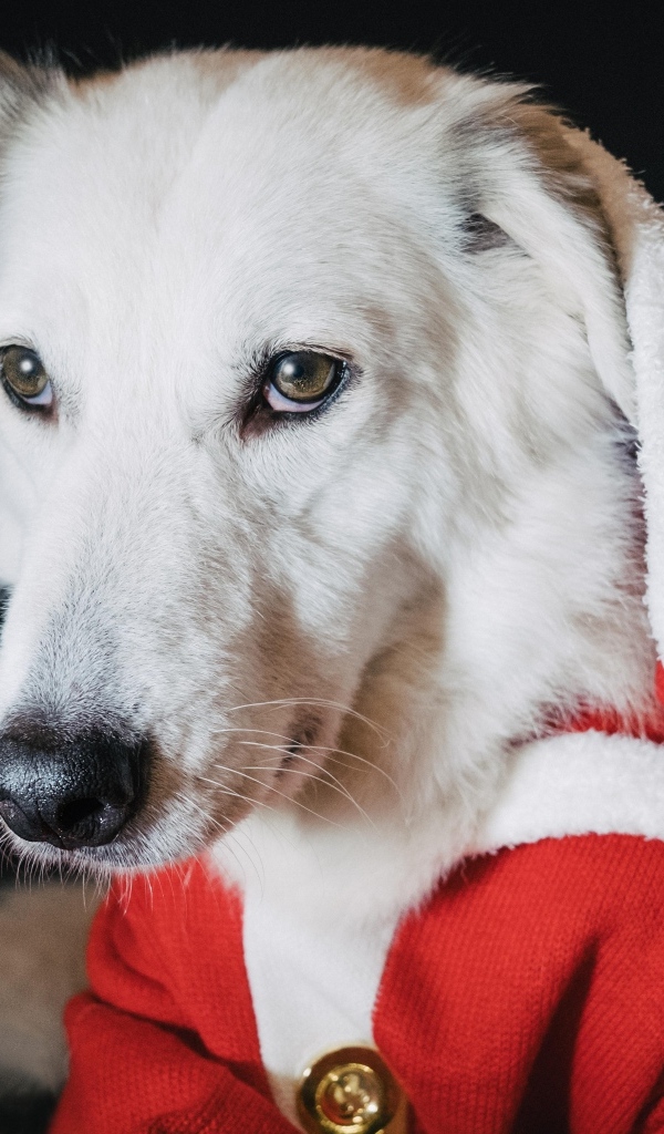Грустная белая собака в красном костюме