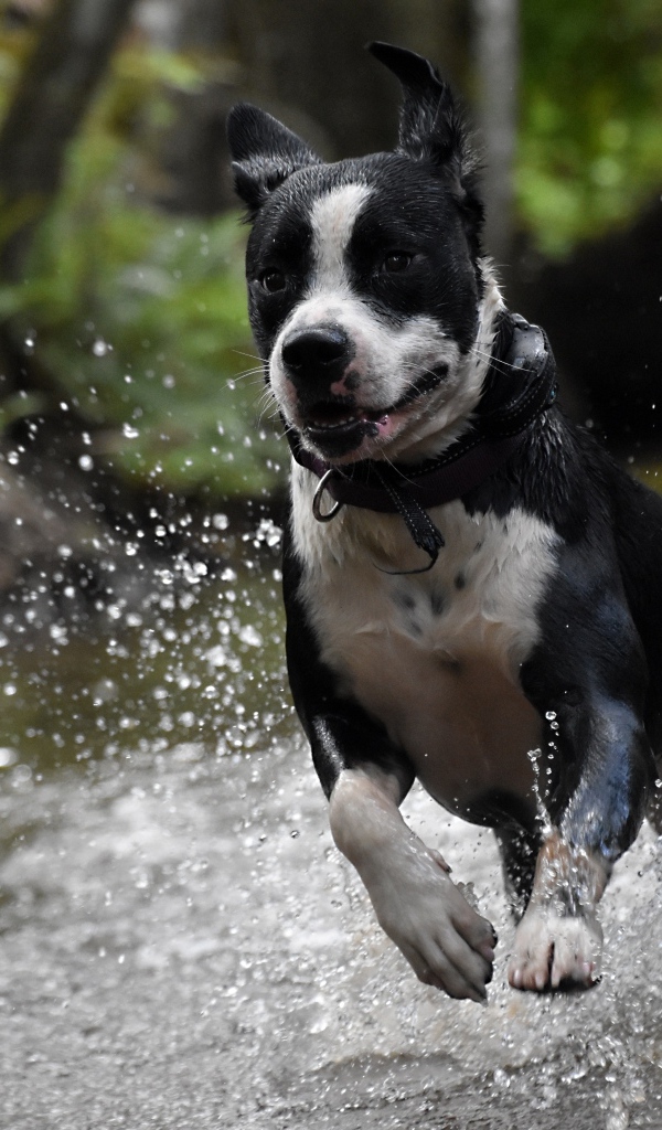 Довольный пес бежит по воде