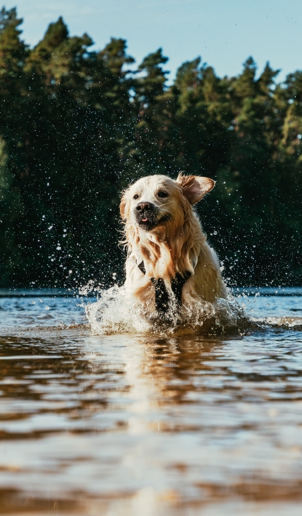 Довольный золотистый ретривер бежит по воде