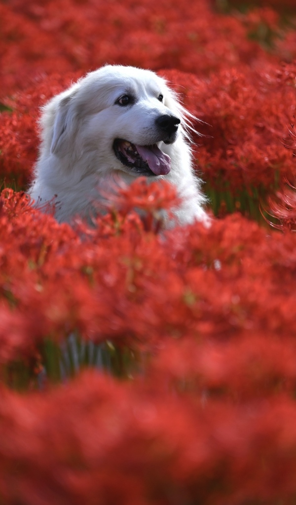 Довольный золотистый ретривер сидит в красных цветах