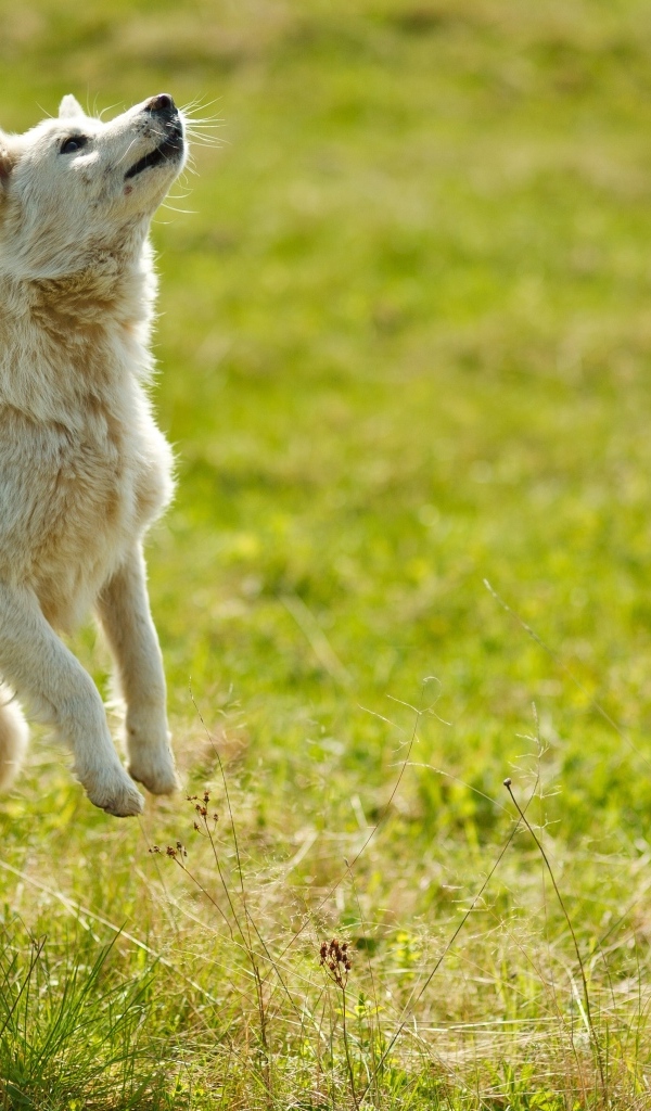 Довольная белая собака играет на зеленой траве