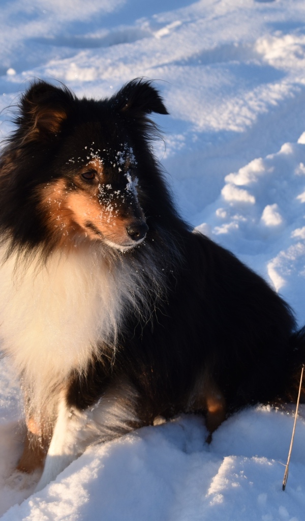 Собака породы шелти сидит на снегу