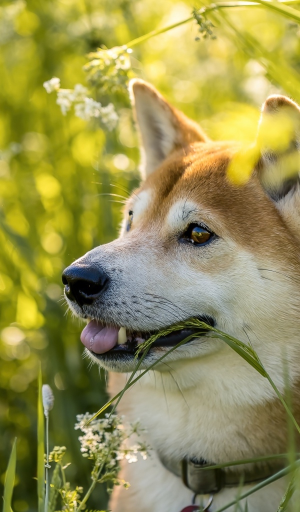Собака породы сиба ину в траве