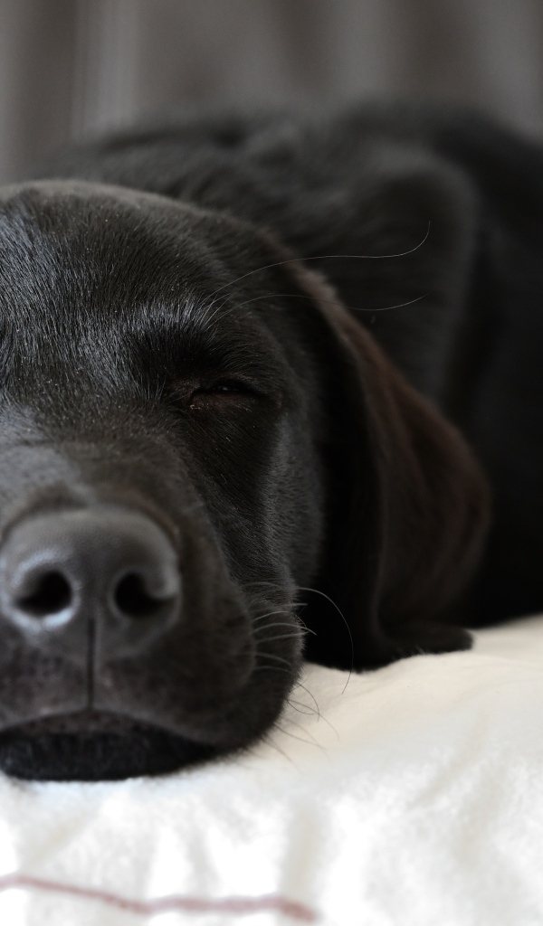 Спящий черный лабрадор на кровати 