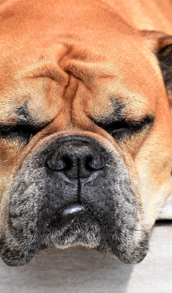 Спящий бульдог греется на солнце 