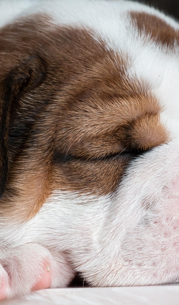 Спящий щенок английского бульдога