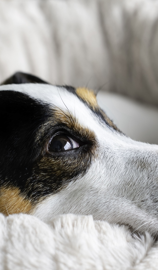 Сонный джек рассел терьер лежит на кровати 