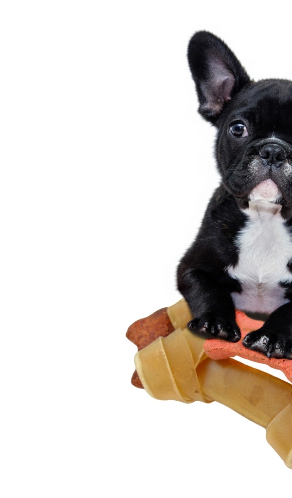 Маленький черный французский бульдог с игрушками на белом фоне