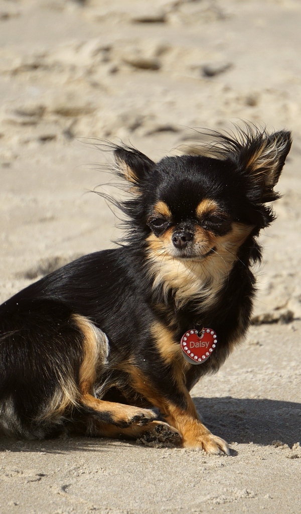 Маленькая собака чихуахуа сидит на песке 