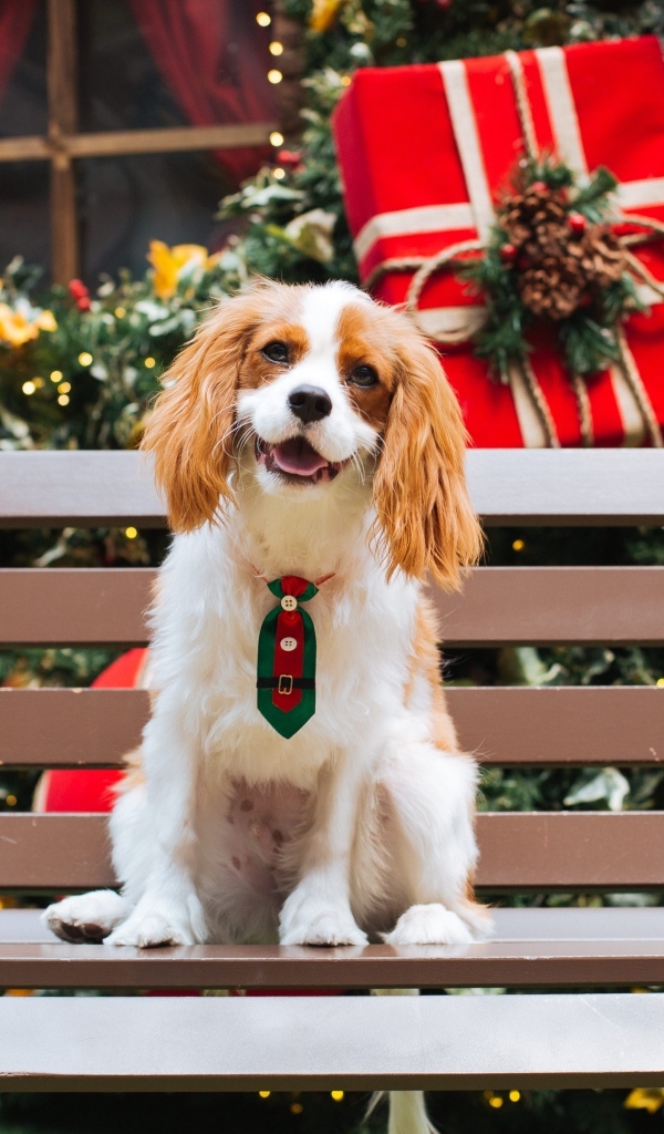 Улыбающийся чарльз кинг спаниель сидит на лавке