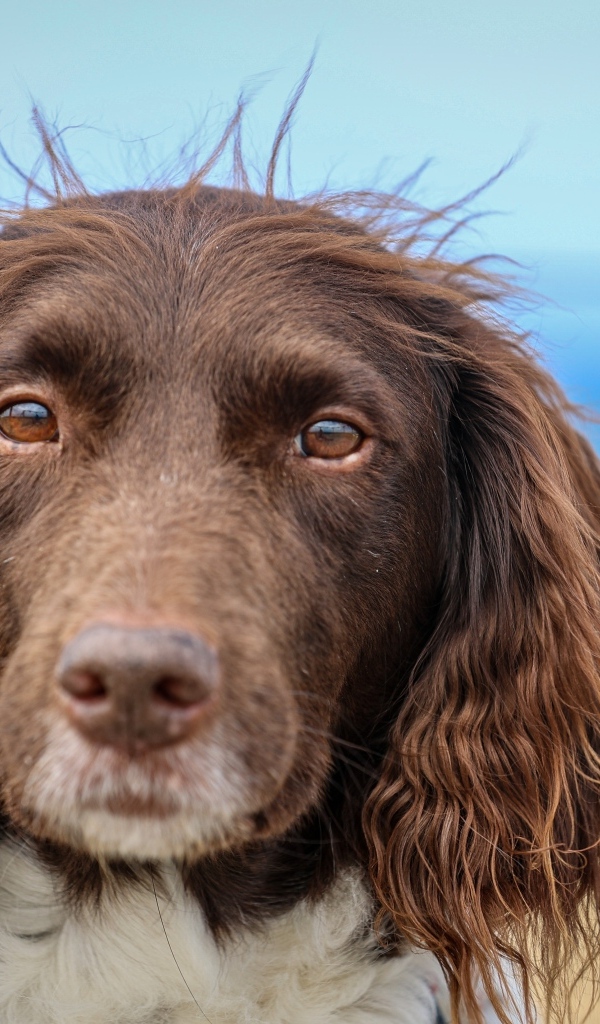 Спаниель с грустными глазами