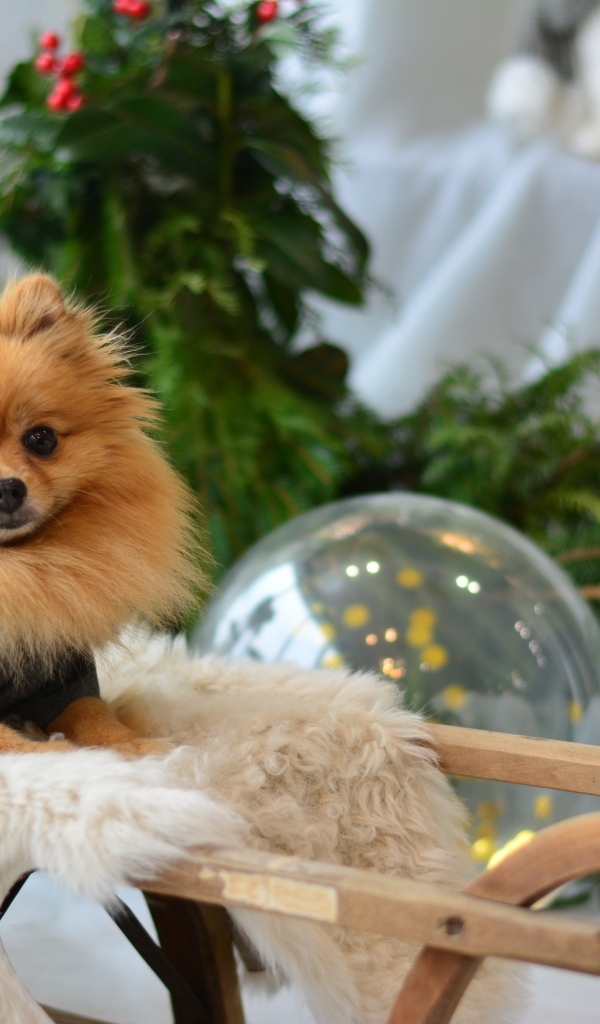 Шпиц сидит в деревянных санях