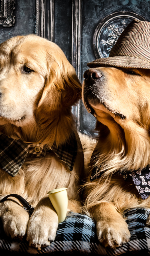 Стильные собаки породы золотистый ретривер