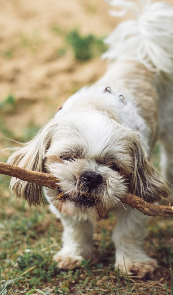 Собака принесла большую палку